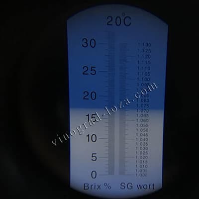 Цукристість соку винограду Клеопатра