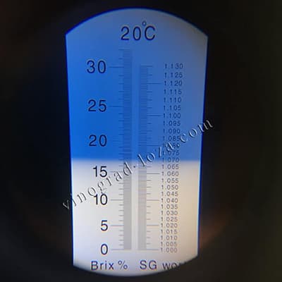Цукристість соку винограду Заря Несветая