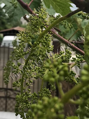 Уход за виноградом летом в средней полосе - обработка перед цветением