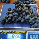 Купити саджанці винограду Євгенія в Україні