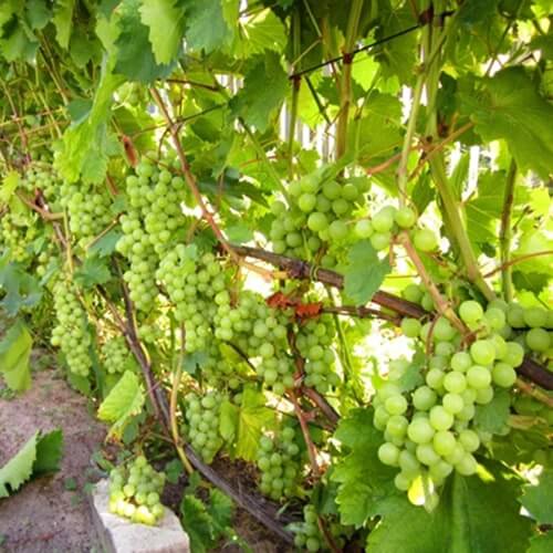 Врожай ультра раннього винограду Галбена ноу фото