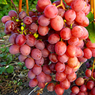 Купити саджанці винограду Ізумленіє в Україні