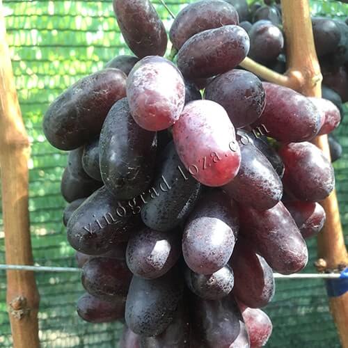 Дуже ранній виноград Ізюминка фото