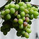 Купити саджанці винограду Каталонія в Україні