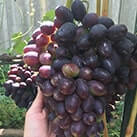 Купити саджанці винограду Кодрянка в Україні