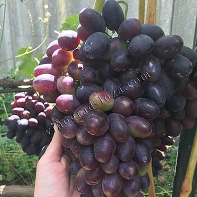 Гроно винограду Кодрянка на руці