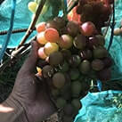 Купити саджанці винограду Лівія в Україні