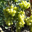 Купити саджанці винограду Лора-Флора в Україні