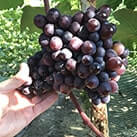 Купити саджанці винограду Пам'яті Небесної Сотні в Україні