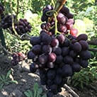 Купити саджанці винограду Подарунок Несветая в Україні