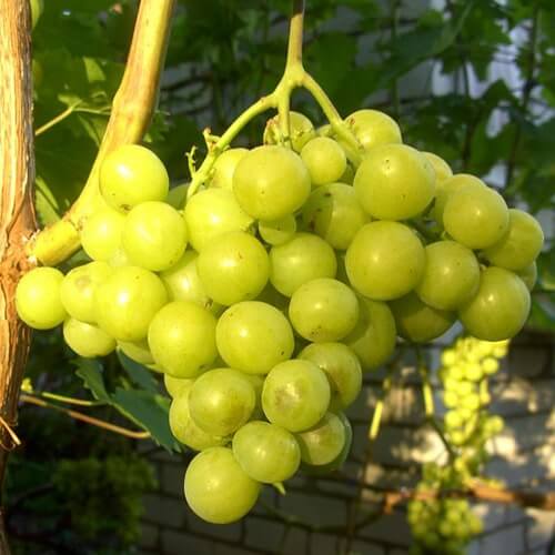 Дуже ранній виноград Прима України фото