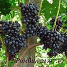 Купити саджанці винограду Ромбік в Україні