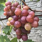 Купити саджанці винограду Розмус в Україні