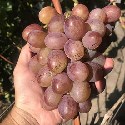 Грона винограду Рута на руці