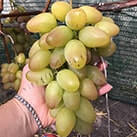 Купити саджанці винограду Сенсація в Україні