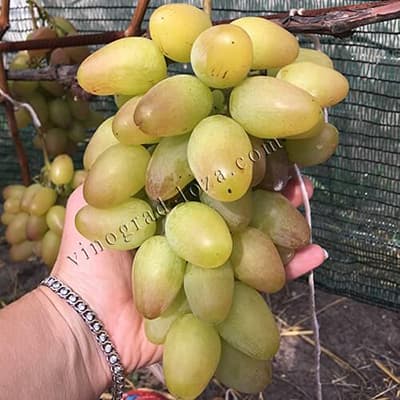 Грона винограду Сенсація на руці