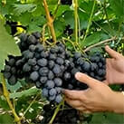 Купити саджанці винограду Шарада UA в Україні
