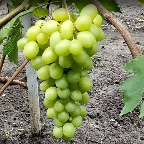Очень ранний сорт винограда Слава Украине фото и описание
