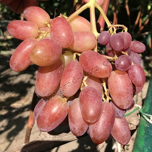 Очень ранний сорт винограда Ух-ты (Шамаханская царица) фото и описание