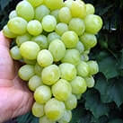 Купити саджанці винограду Вальок в Україні