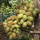 Купити саджанці винограду Юліан в Україні