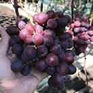 Купити саджанці винограду Заря Несветая в Україні
