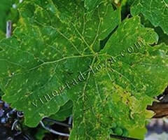 Черная пятнистость винограда фото для диагностики и лечение