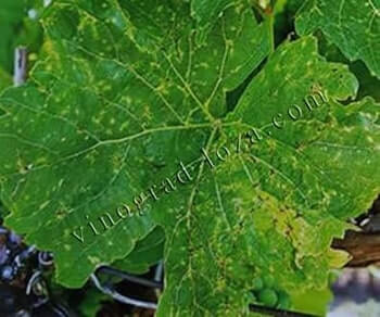 Чорна плямистість винограду фото для діагностики та лікування
