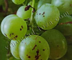 Чем лечить черную пятнистость винограда: препараты для профилактики иборьбы - Vinograd-Loza
