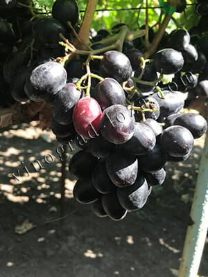 Сорт винограду Руслан фото