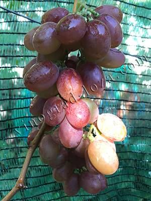 Дуже ранній виноград Капелюшного Сенсація фото