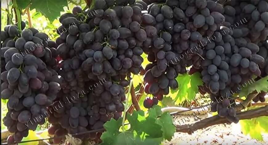 Сорт винограду Забава опис фото