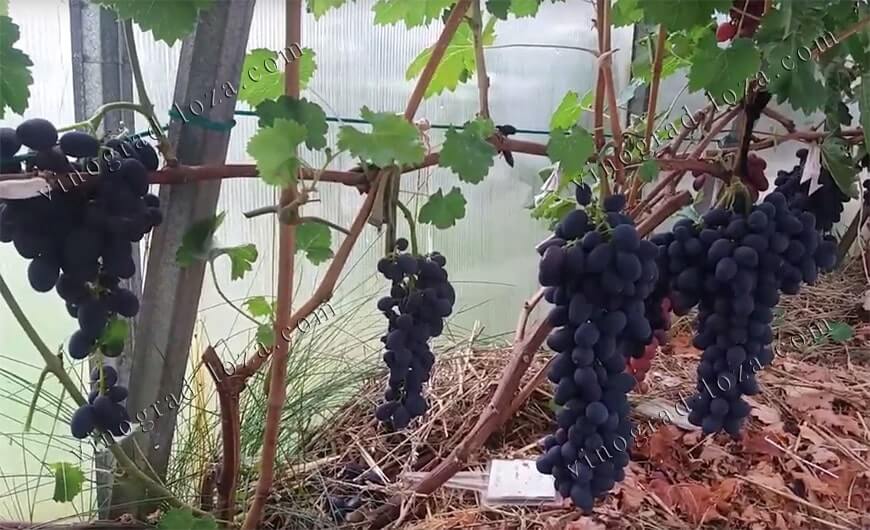 Сорт винограду Забава відгуки фото
