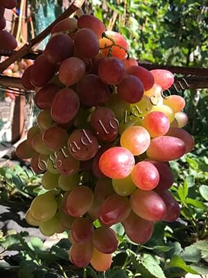 Опис, фото та відгуки про гібридну форму винограду Анюта