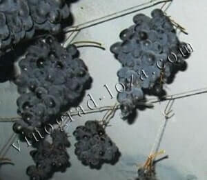Как сохранить виноград на зиму подвешиванием фото