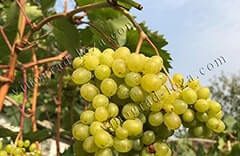 Почему на винограде нет завязи и как получить пасынковый урожай фото