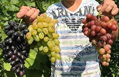 На какой год плодоносит виноград после посадки и как ускорить фото