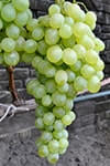 Сорт винограду Валентино опис, фото, відгуки