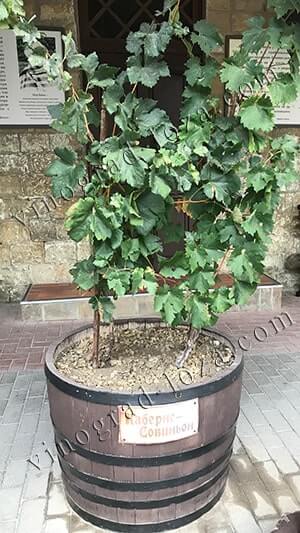 Комнатный виноград - выращивание и уход в домашних условиях * Vinograd-Loza