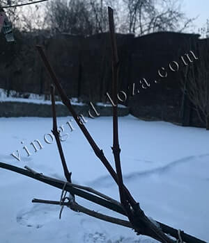 Пример короткой обрезки виноградной лозы фото