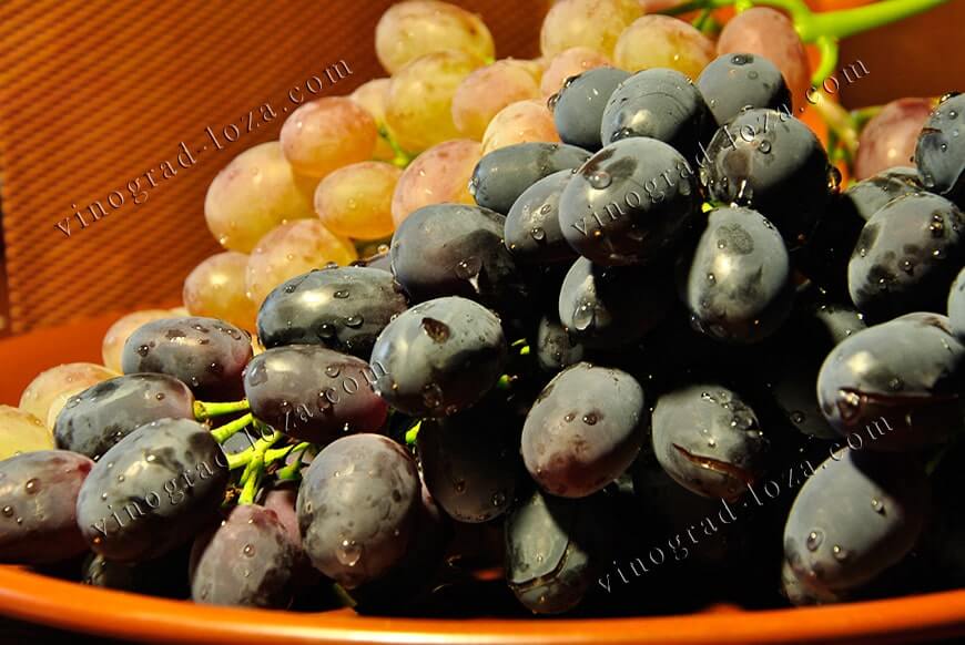 Лечение виноградом фото