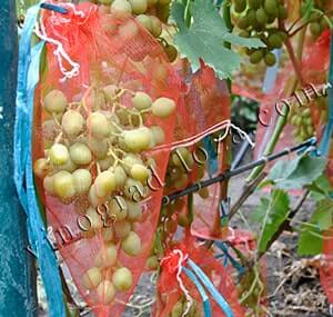 Мешочки для защиты винограда фото