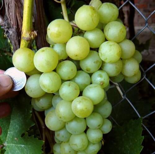 Ультра ранній виноград Золотинка фото