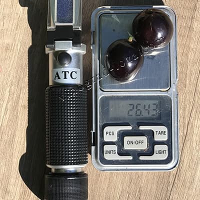 Розмір і вага ягоди винограду Пам'яті Небесної Сотні (Небесна Сотня)