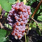 Невкривний виноград Кенадіс