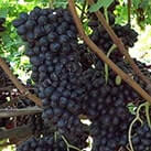 Невкривний виноград Джой