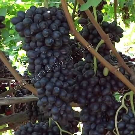 Морозостійкий сорт винограда кишмиш Джой фото