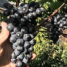 Невкривний виноград Фейз