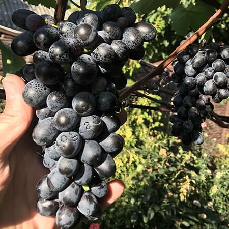 Морозостійкий сорт винограда кишмиш Фейз фото