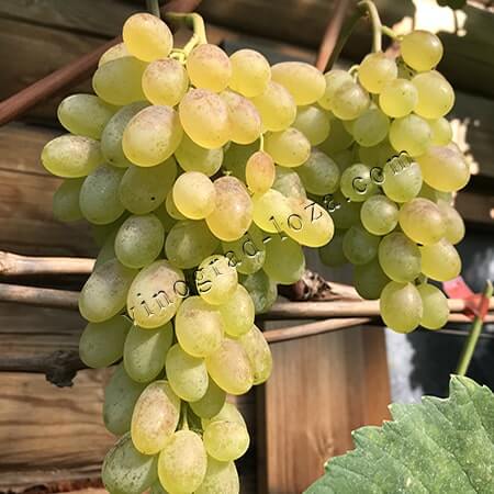 Морозостійкий сорт винограда кишмиш Хоуп фото